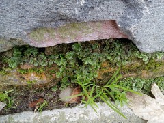 Marchantia polymorpha ruderalis