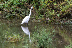 Ardea alba