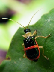 Paratriarius