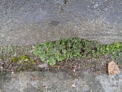 Marchantia polymorpha ruderalis