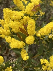 Acacia triptera