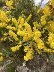 Acacia triptera