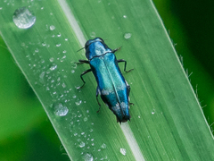 Agrilus acutus