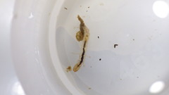 Polycentropus