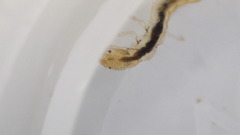 Polycentropus