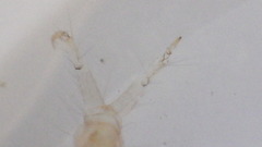 Polycentropus