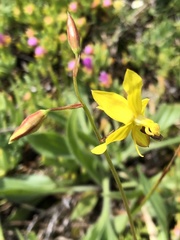 Cyanella lutea lutea