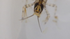 Isonychiidae