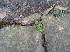 Marchantia polymorpha ruderalis