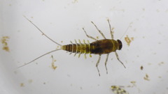 Acentrella