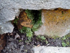 Marchantia polymorpha ruderalis