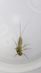 Acentrella