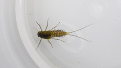 Acentrella
