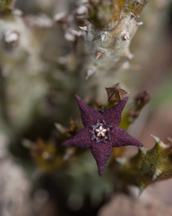 Australluma ubomboensis