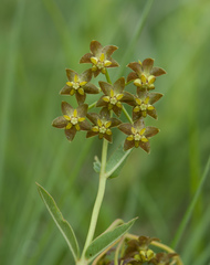 Asclepias fulva