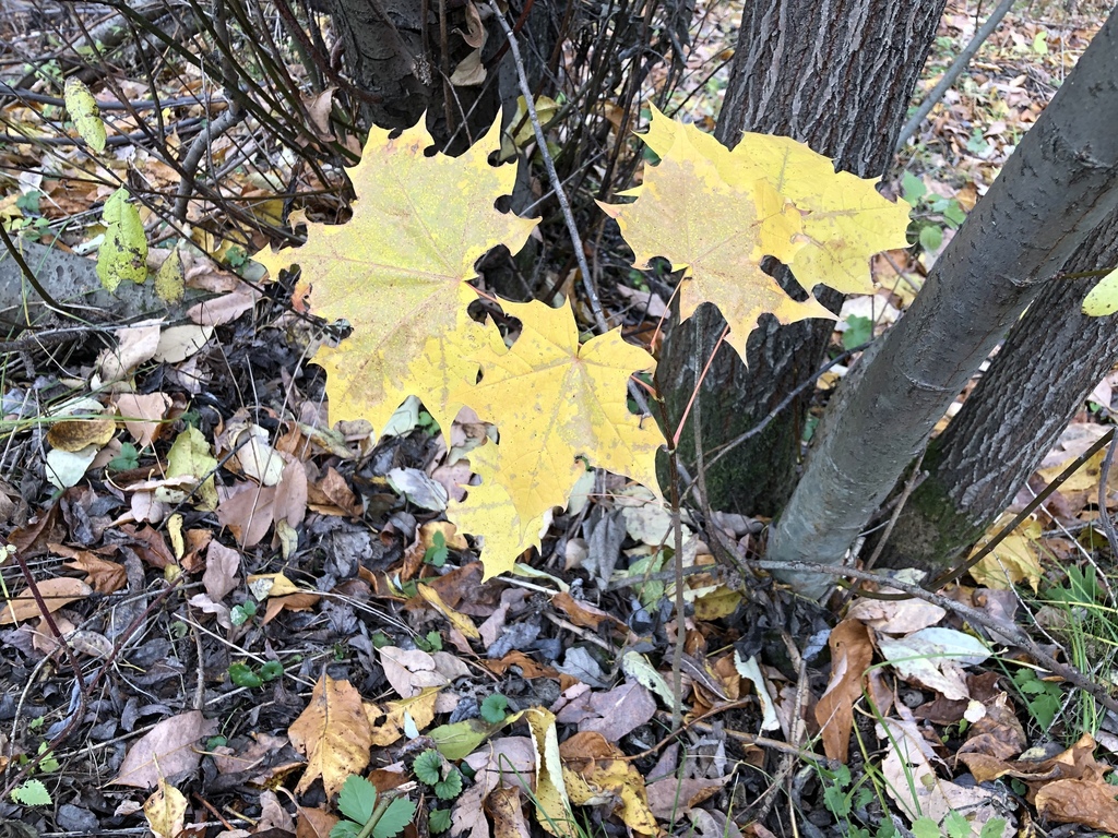 Norway maple from улица Московский тракт 9 км, Екатеринбург ...