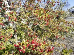 Crataegus monogyna