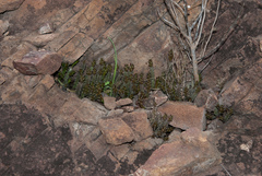 Australluma ubomboensis