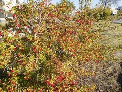 Crataegus monogyna