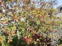 Crataegus monogyna
