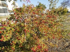 Crataegus monogyna