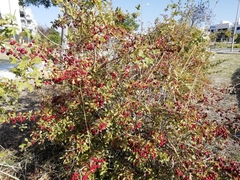 Crataegus monogyna