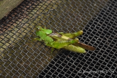 Paulinia acuminata