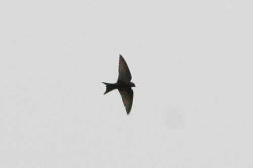 iNaturalist image