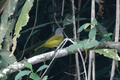 Arizelocichla tephrolaema