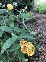 Buddleja weyeriana