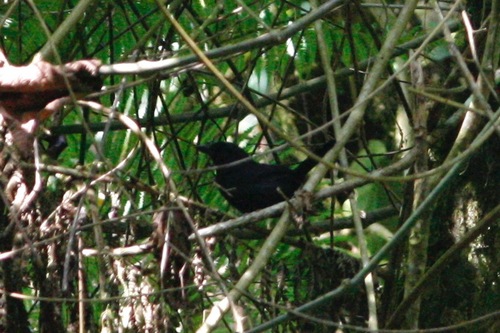 iNaturalist image