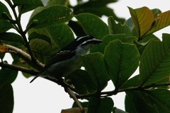 Pogoniulus bilineatus