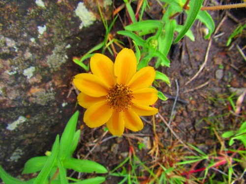 Zinnia haageana, photograph 2