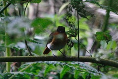 Cossyphicula roberti