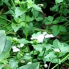 Leptosia nina