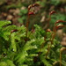 Eurhynchium angustirete - Photo 由 Christian Berg 所上傳的 (c) Christian Berg，保留部份權利CC BY