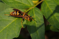 Polistes jokahamae