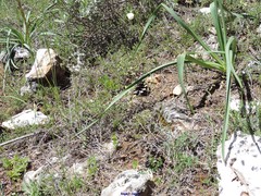 Asphodelus cerasiferus