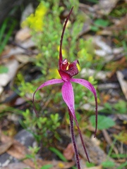 Caladenia formosa