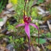 Caladenia formosa - Photo (c) johneichler, μερικά δικαιώματα διατηρούνται (CC BY-NC), uploaded by johneichler