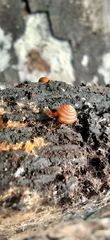 Euconulus fulvus