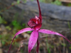 Caladenia formosa