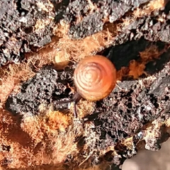 Euconulus fulvus