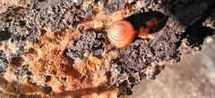 Euconulus fulvus