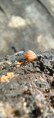 Euconulus fulvus