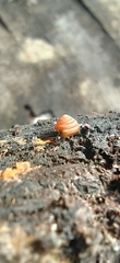 Euconulus fulvus