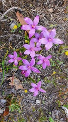 Elythranthera emarginata