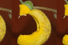 Calceolaria polyrhiza
