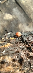 Euconulus fulvus