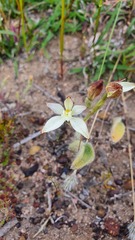 Caladenia marginata